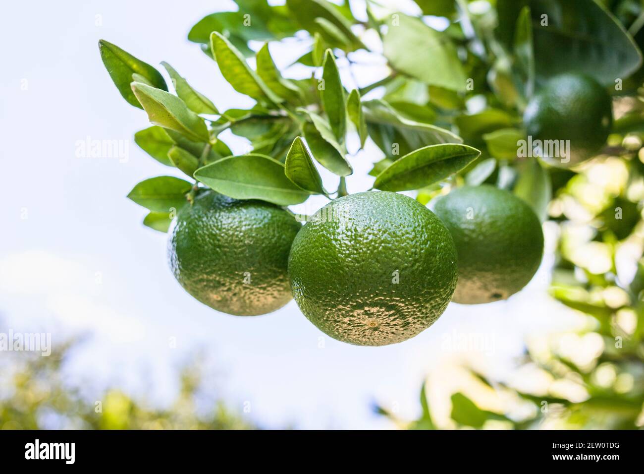 Clementines growing on citrus tree in the Mediterranean Stock Photo Alamy