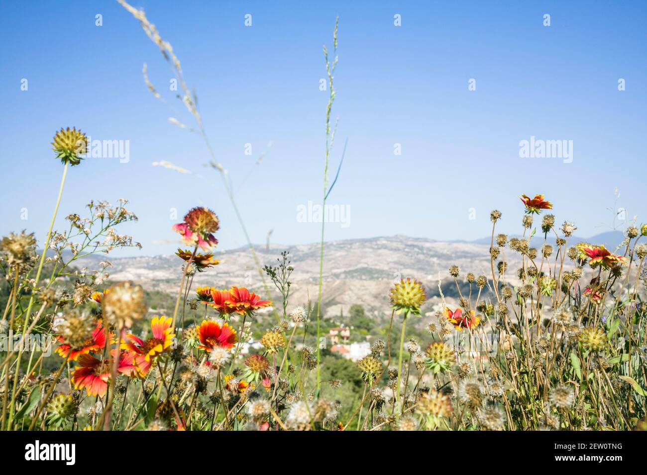 Landscape of Wild Flowers Stock Photo