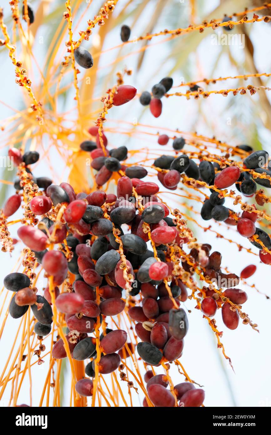 Mediterranean dates growing on a palm tree in Cyprus. They are ripe and ready to eat Stock Photo