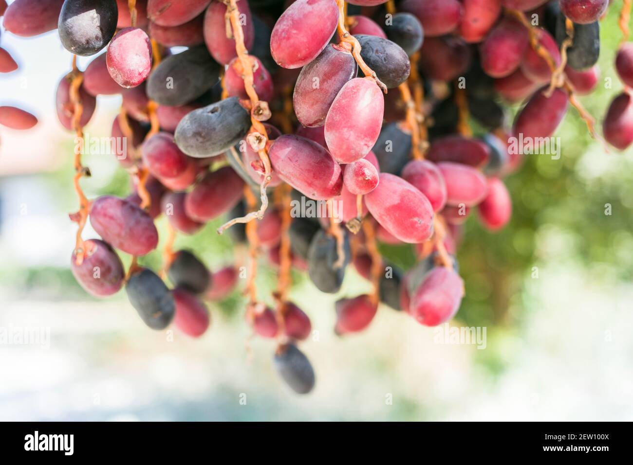 Mediterranean dates growing on a palm tree in Cyprus. They are ripe and