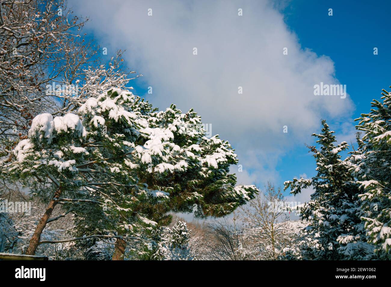 Snowy pine trees hi-res stock photography and images - Alamy