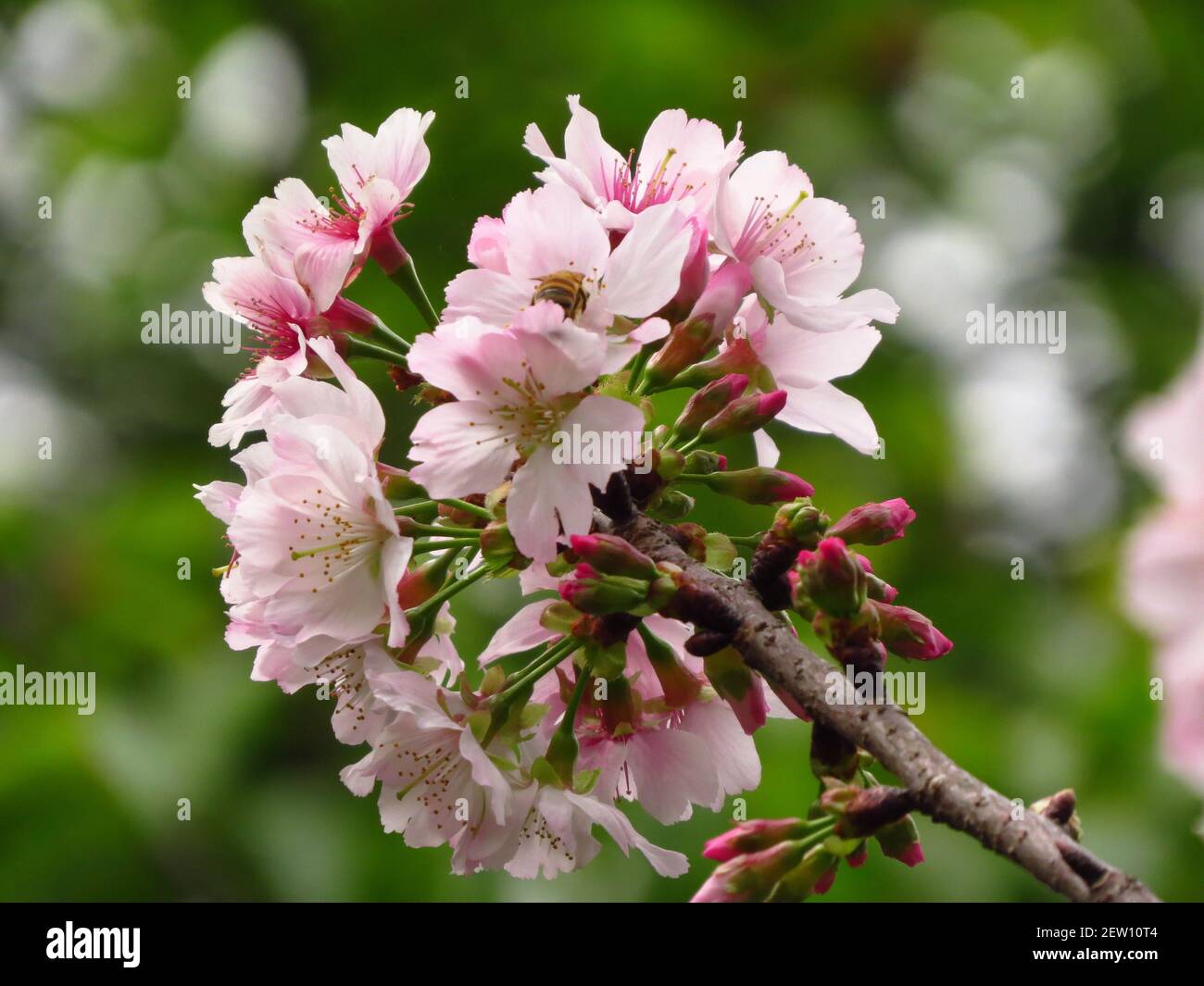 A closeup shot of cherry blossoms on a tree branch Stock Photo - Alamy