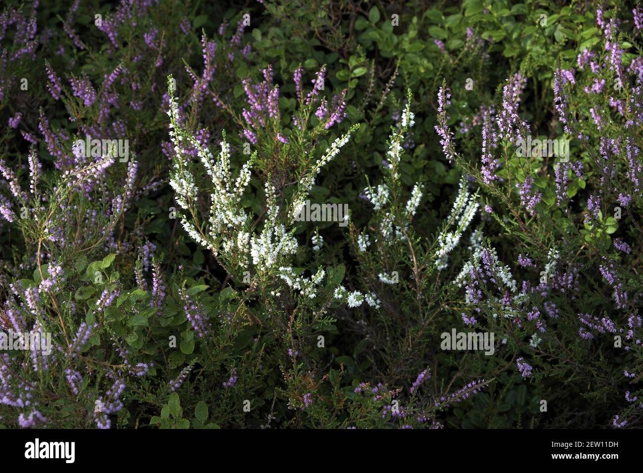 White Heather (Calluna vulgaris), Kielder Forest, Northumberland, England, UK. Stock Photo