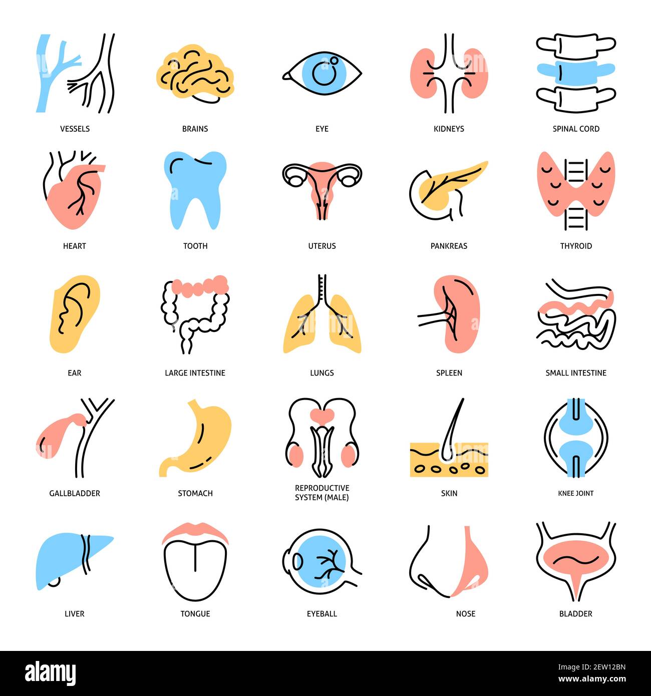 Human internal organs icon set in colored line style. Anatomy symbols collection. Vector illustration. Stock Vector