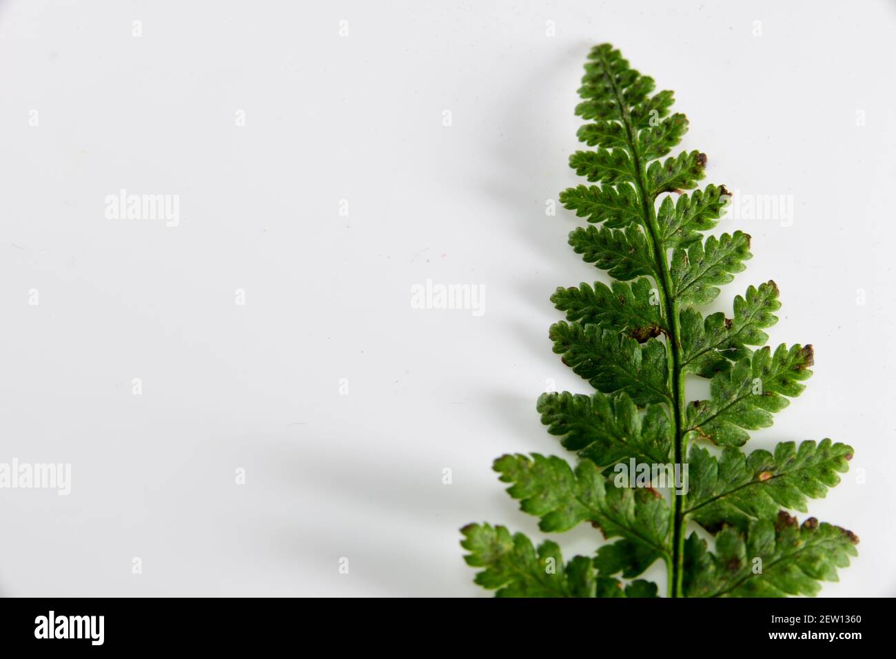 Florists fern hi-res stock photography and images - Alamy