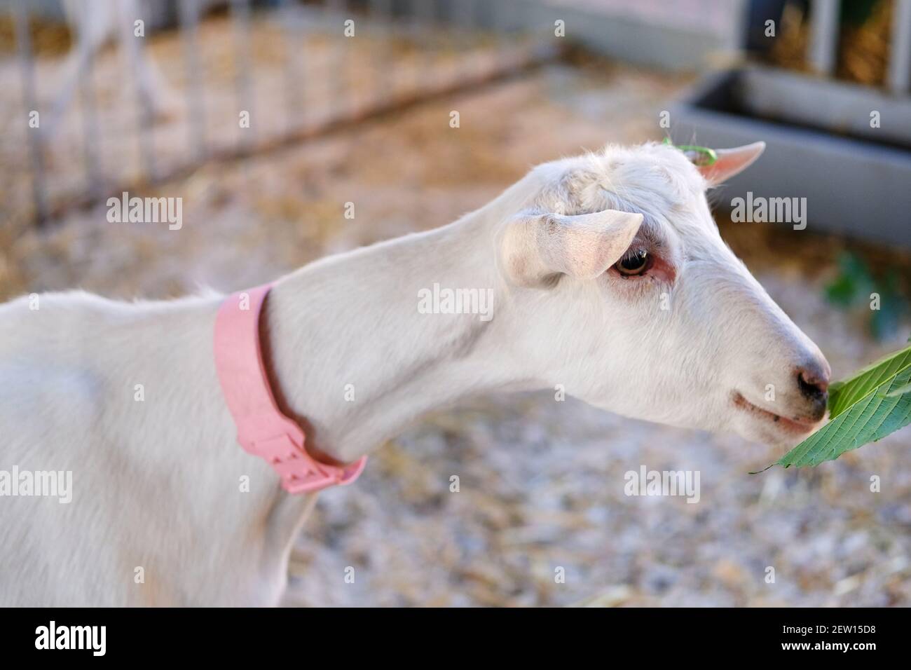 White young goat in pink collar eats green leaf in stable on farm. Feeding on animal farm. Stock Photo