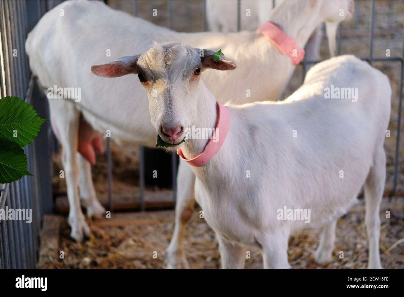 White young goat in pink collar eats green leaf in stall on farm. Farming. Stock Photo