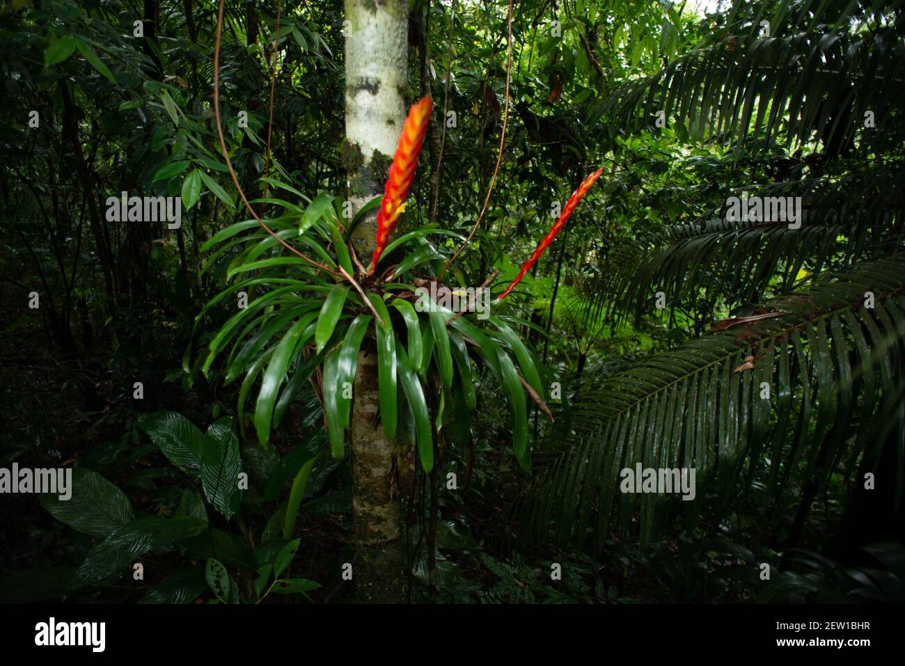 A bromeliad in flower inside the Atlantic Rainforest of SE Brazil Stock Photo