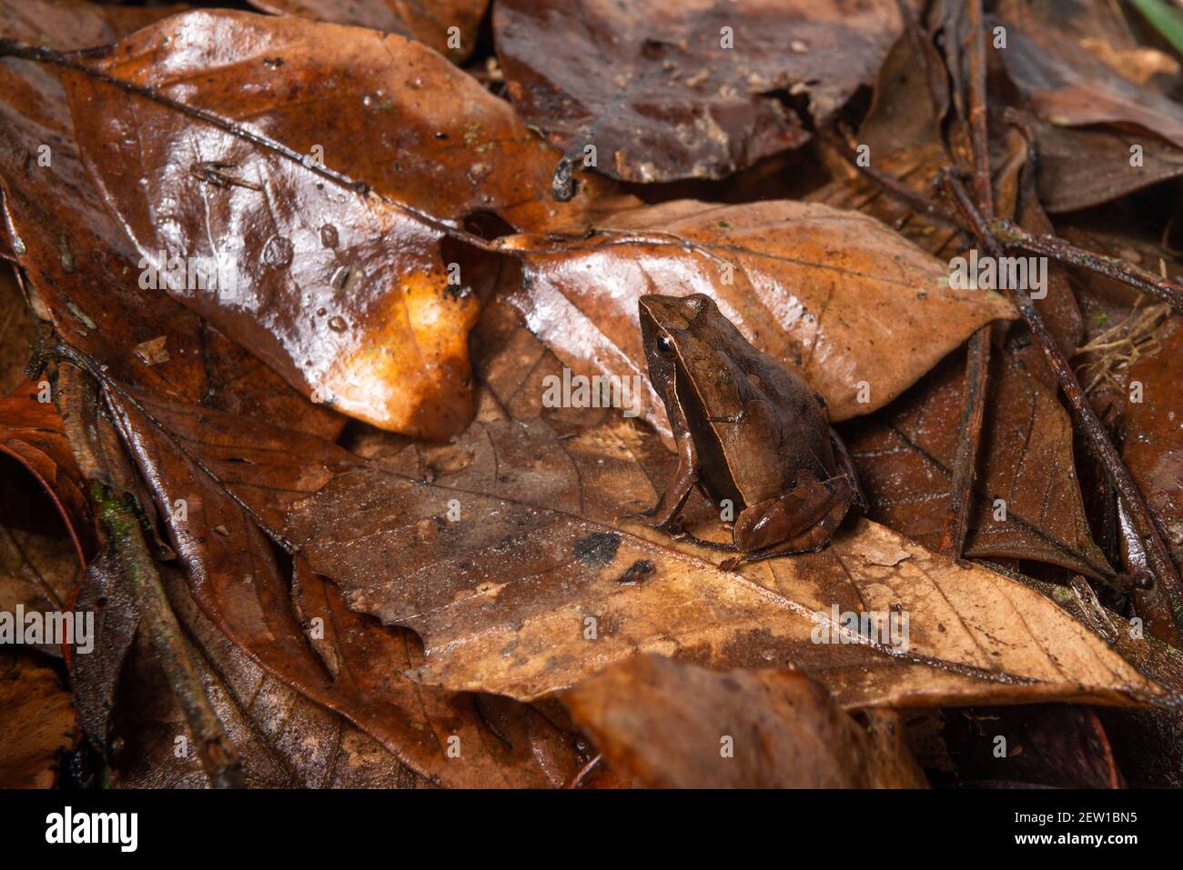A Physalaemus olfersii camouflaged in the leaf litter of the Atlantic Rainforest of SE Brazil Stock Photo