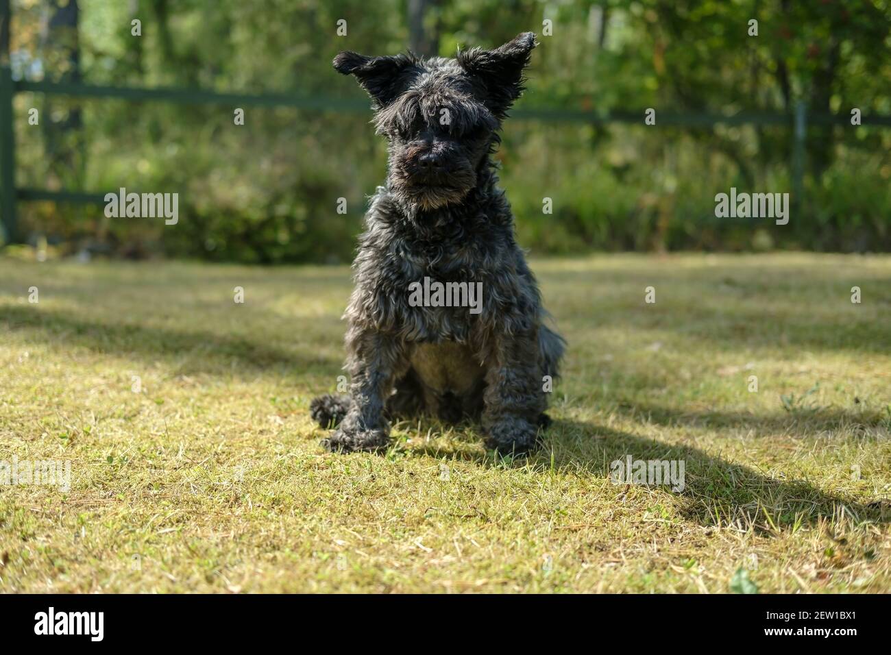 Rushmere miniature hot sale schnauzers