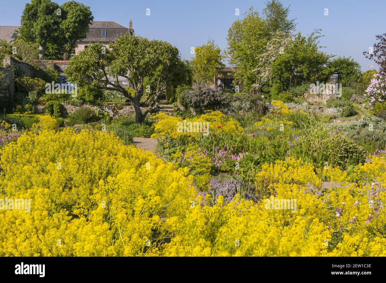 France, Somme, Baie de Somme, Saint-Valery-sur-Somme, in yellow, dyer's woad (Isatis tinctoria L.), Waide in Picard, the Herbarium is a medieval garden classified Remarkable Garden restored and maintained by an association since 1995 Stock Photo
