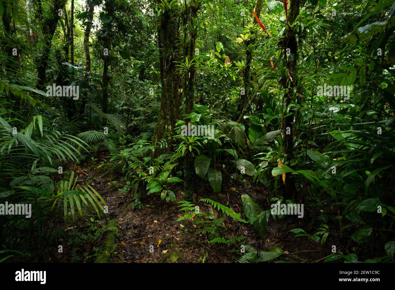 Lush vegetation inside the Atlantic Rainforest of SE Brazil Stock Photo