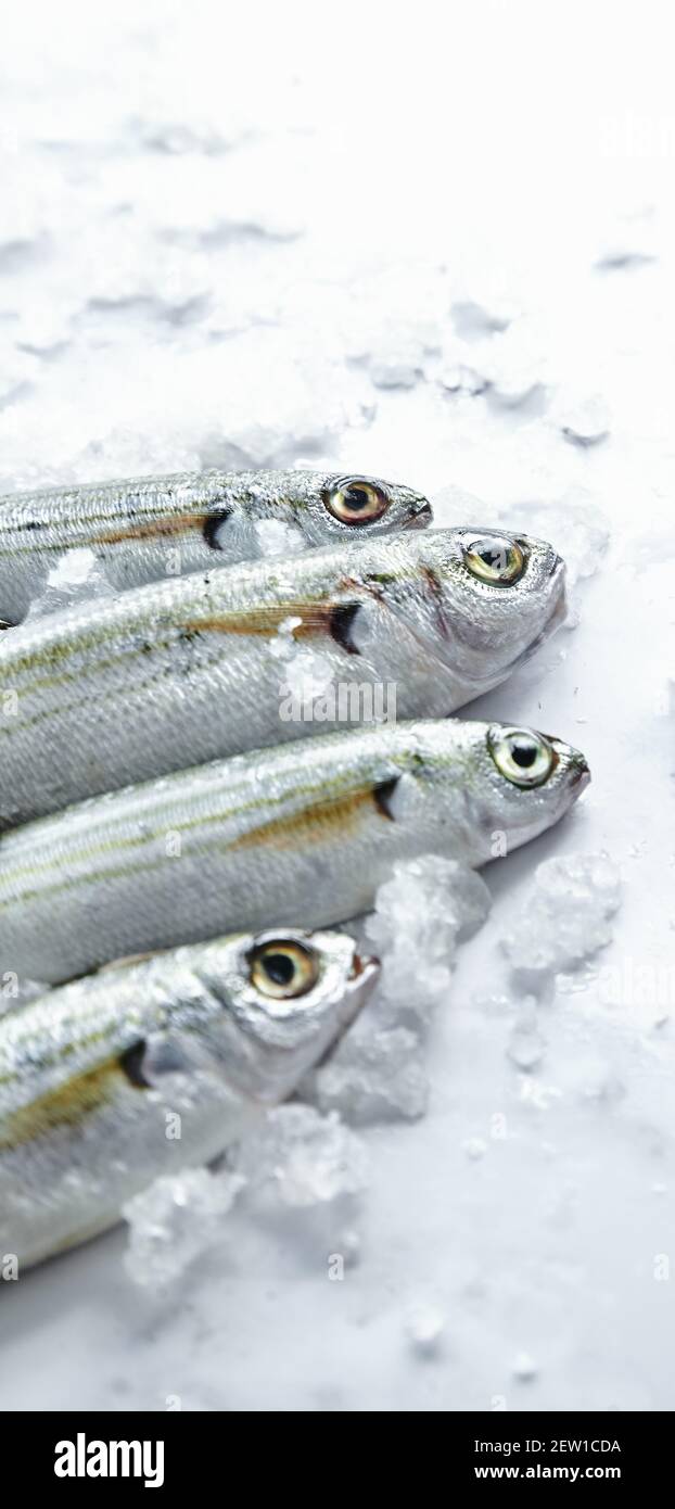High angle of raw pilchards with light gray scales and fins on marble