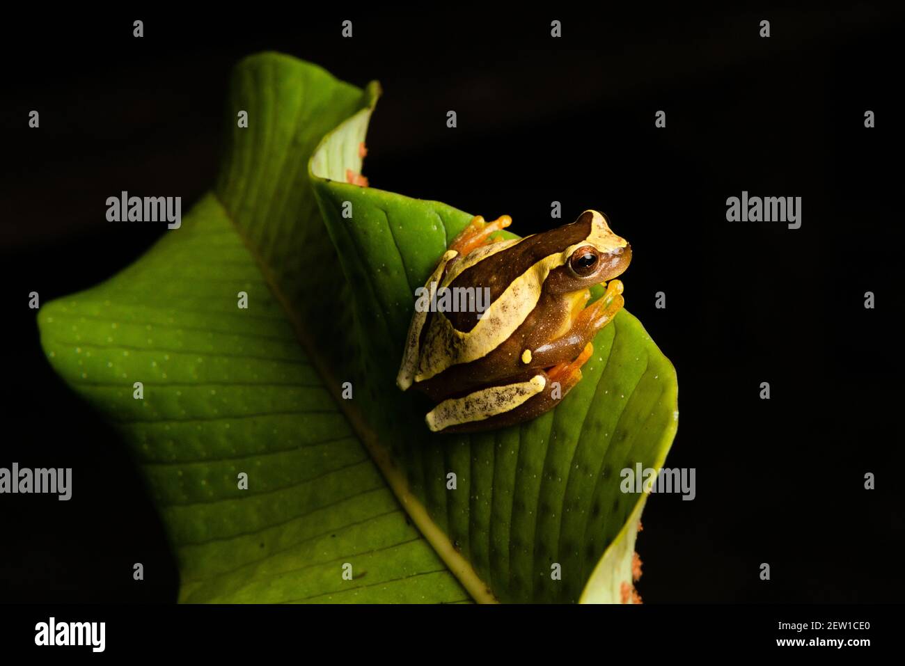 Perereca Voadora De Teias Pretas Isolada Em Fundo De Teias Pretas De  Natureza Branca Foto E Imagem Para Download Gratuito - Pngtree, image size:1300x957