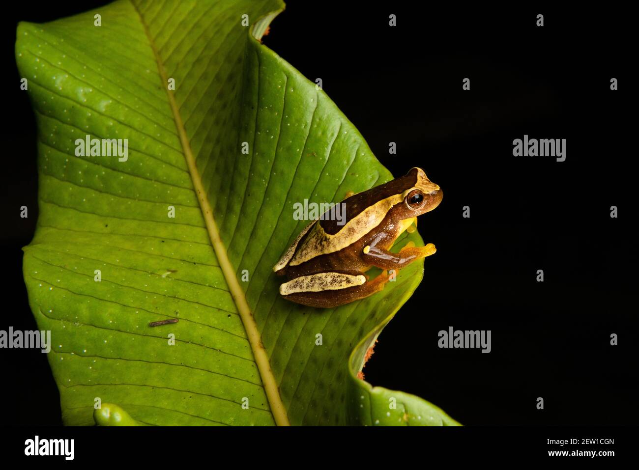 A Dendropsophus elegans frog, endemic to the Atlantic Rainforest of SE Brazil Stock Photo