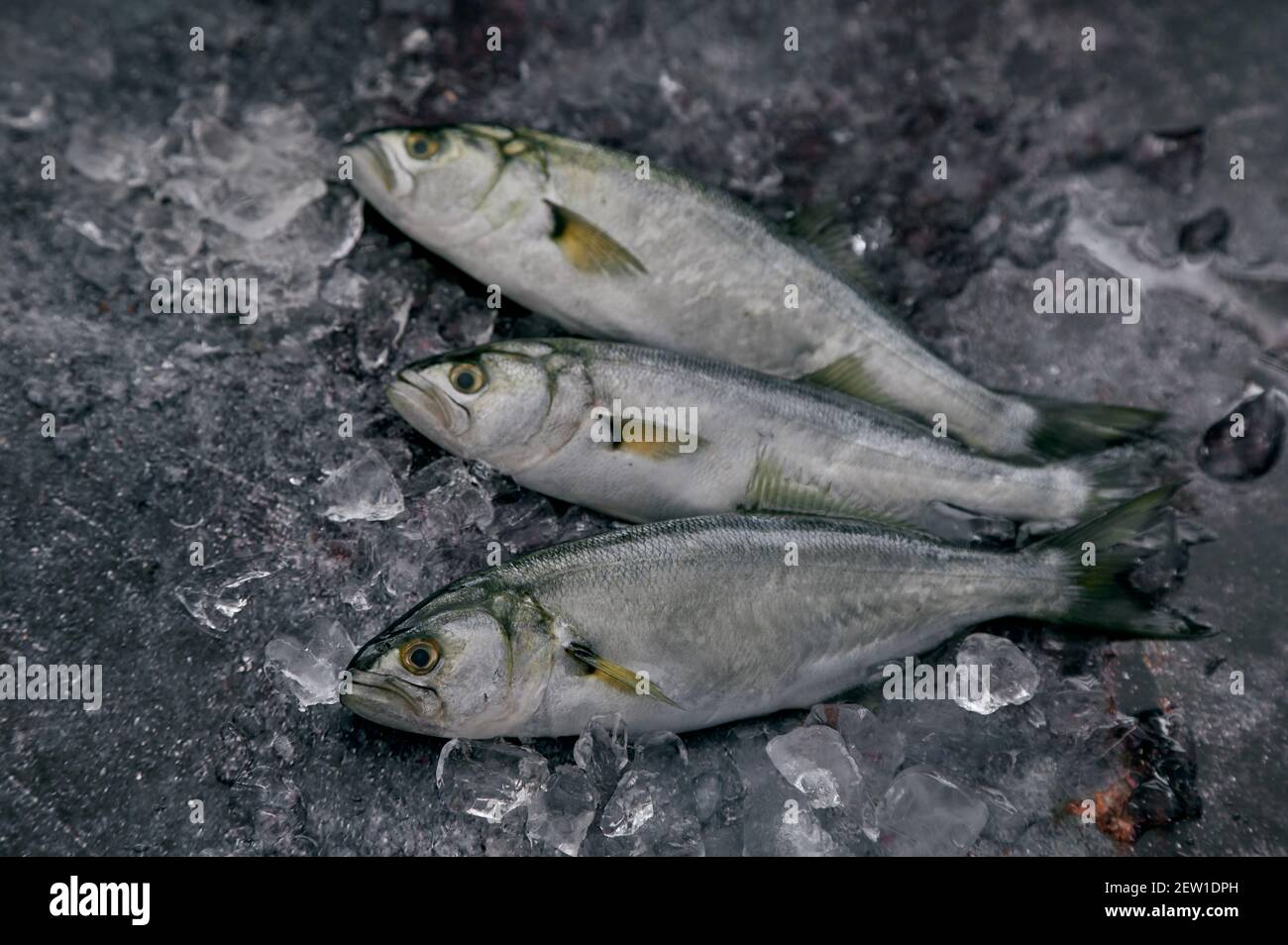 Overhead view of similar raw fish with fins and tails near frozen ice