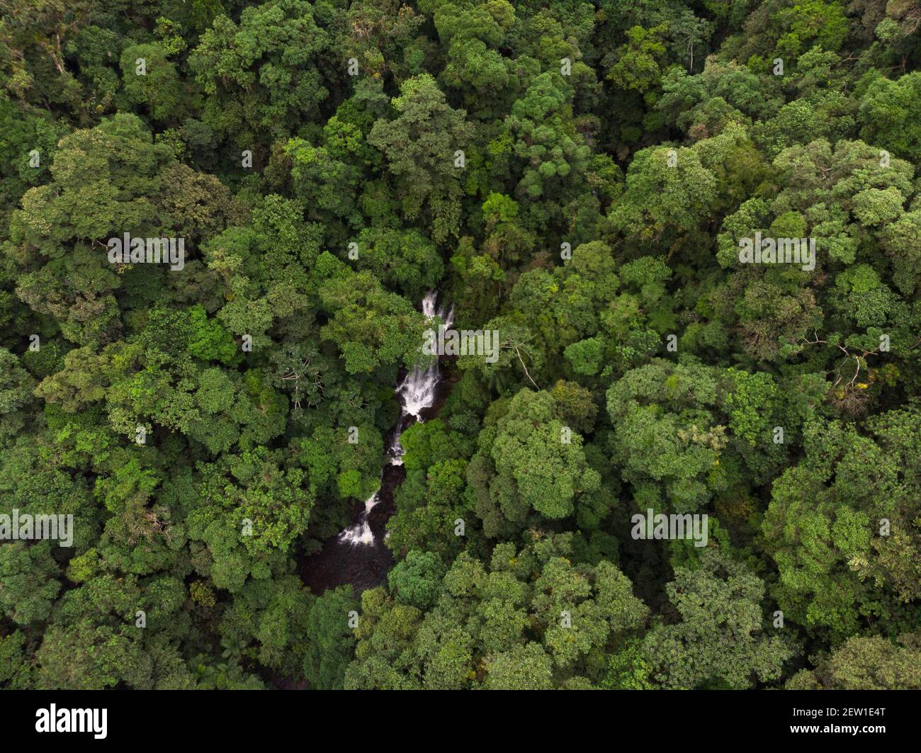 A waterfall in the middle of primary Atlantic Rainforest of Southern São Paulo State, SE Brazil Stock Photo