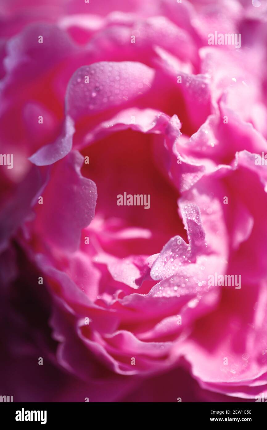 Close-up of delicate pink flower petals of peony, sensuality andd femininity concept, spring flowers, selective focus Stock Photo