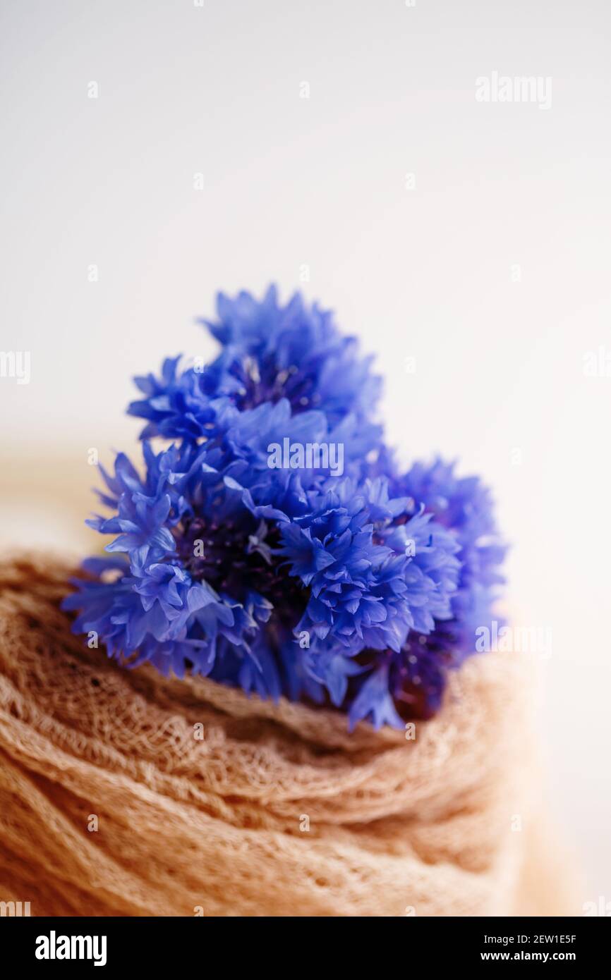 Bouquet of blue nice cornflowers, simple flower gift and decoration Stock Photo