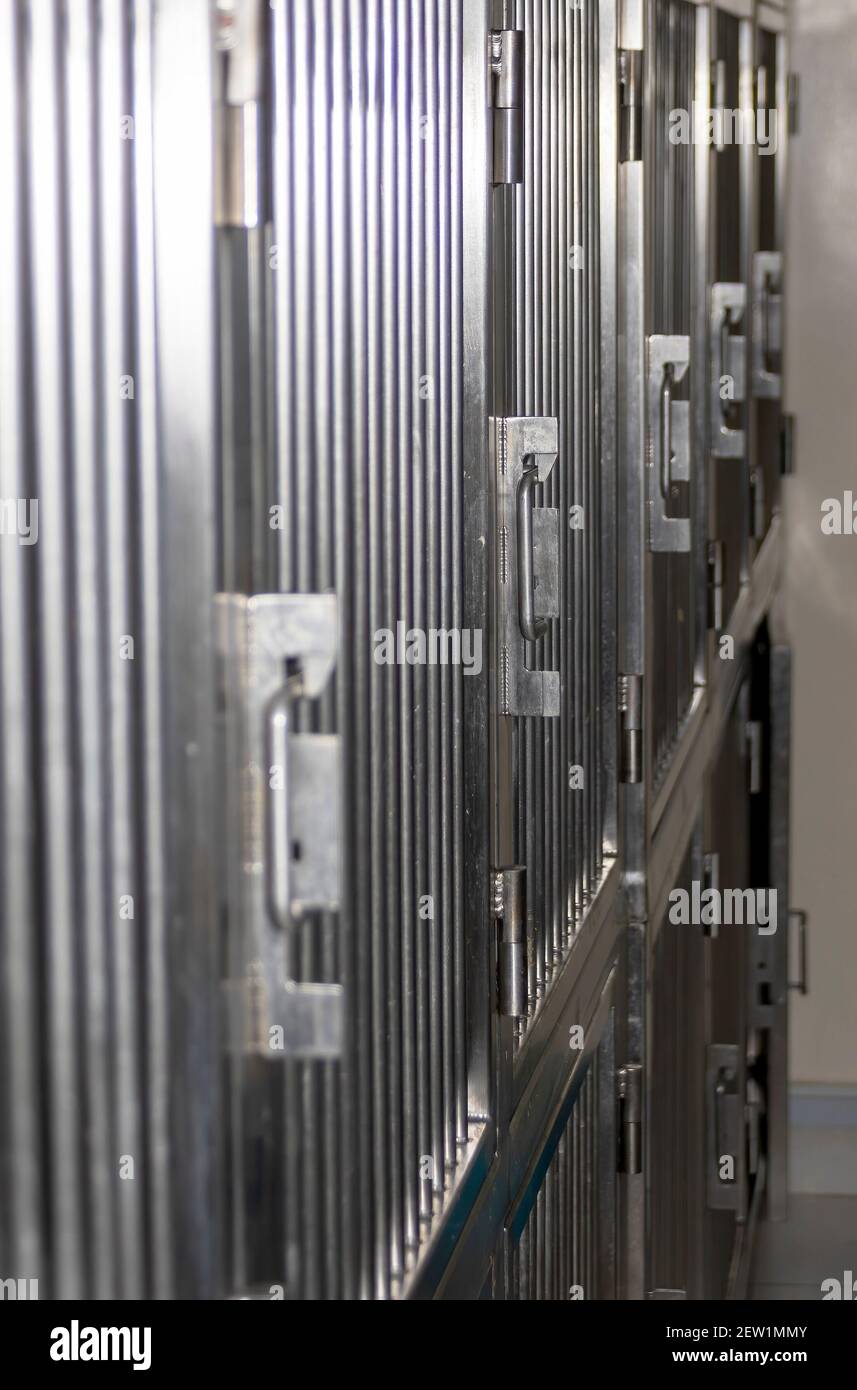 Lab animals in cage hi-res stock photography and images - Alamy