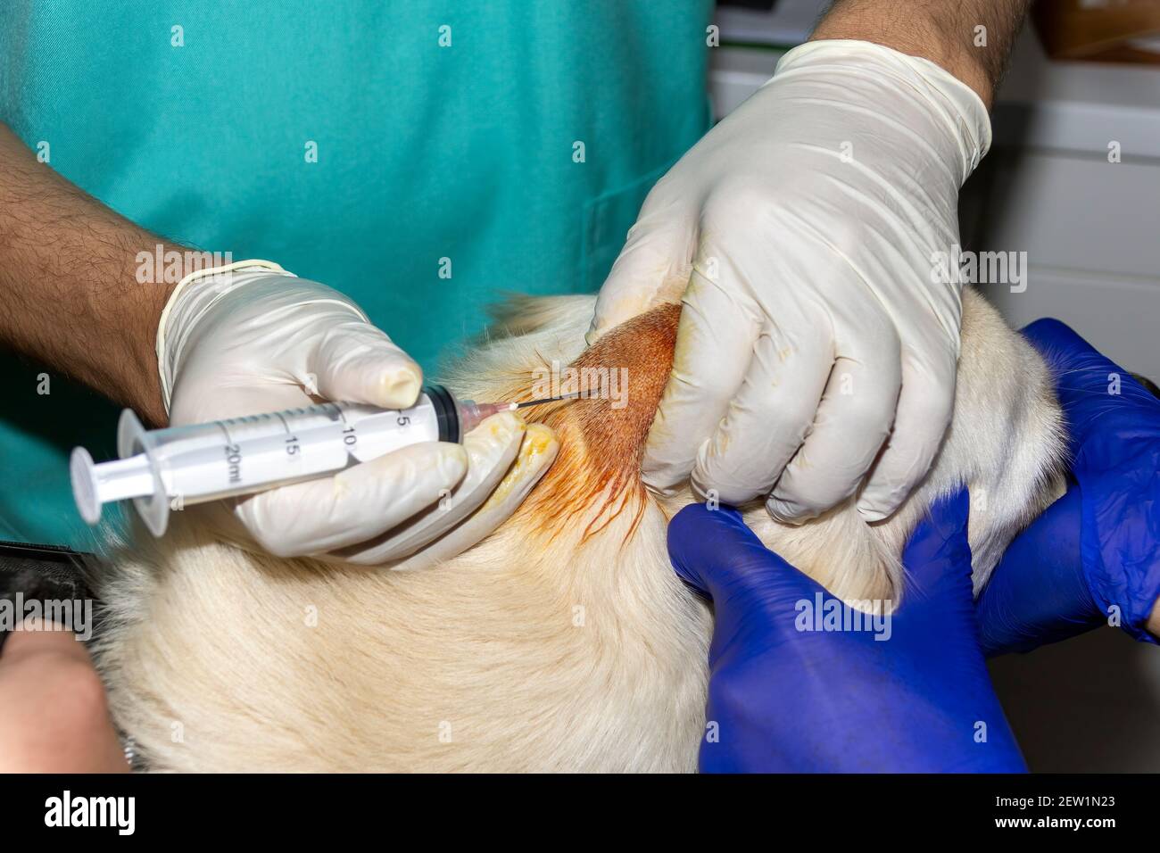 A Skilled Veterinarian drains an abcess on the head of a Golden Retriever dog Stock Photo