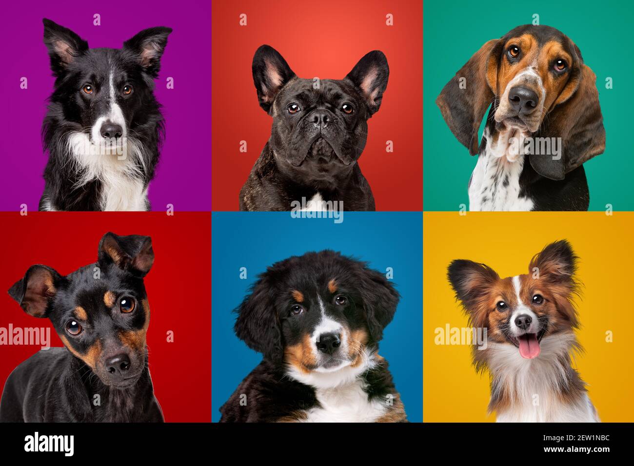 Portrait collection of different dog breeds Stock Photo