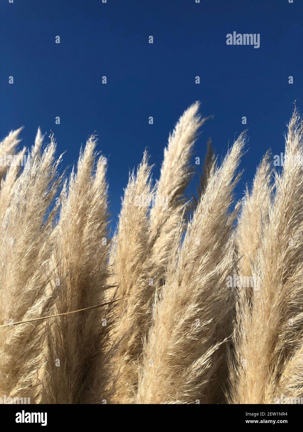 A close up of the delicate flowers and stalks of a Pampas grass plant under a blue sky with copy space Stock Photo