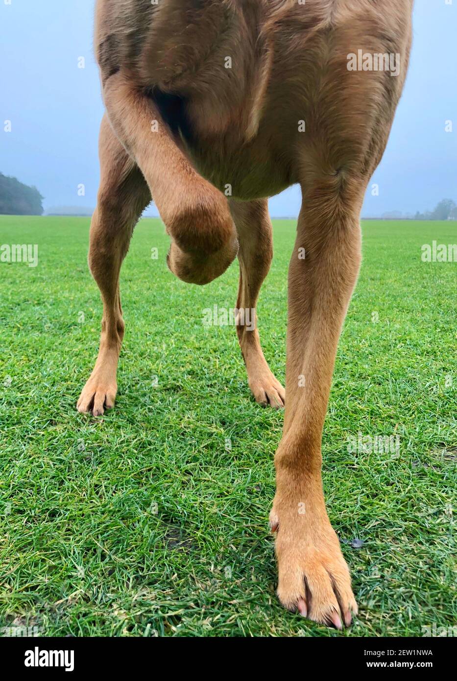 A pet dog standing on three legs and limping with an injured leg or paw or broken bones Stock Photo