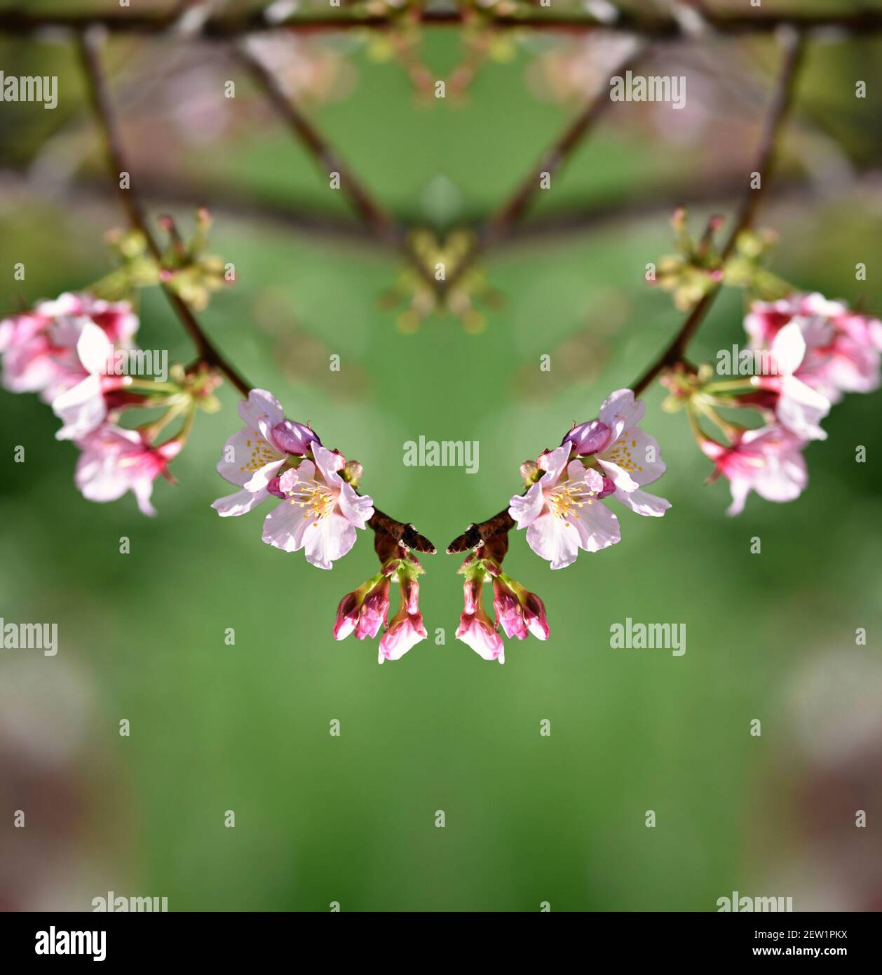 Cherry blossoms (Sakura) at the Japanese Friendship Garden in Balboa
