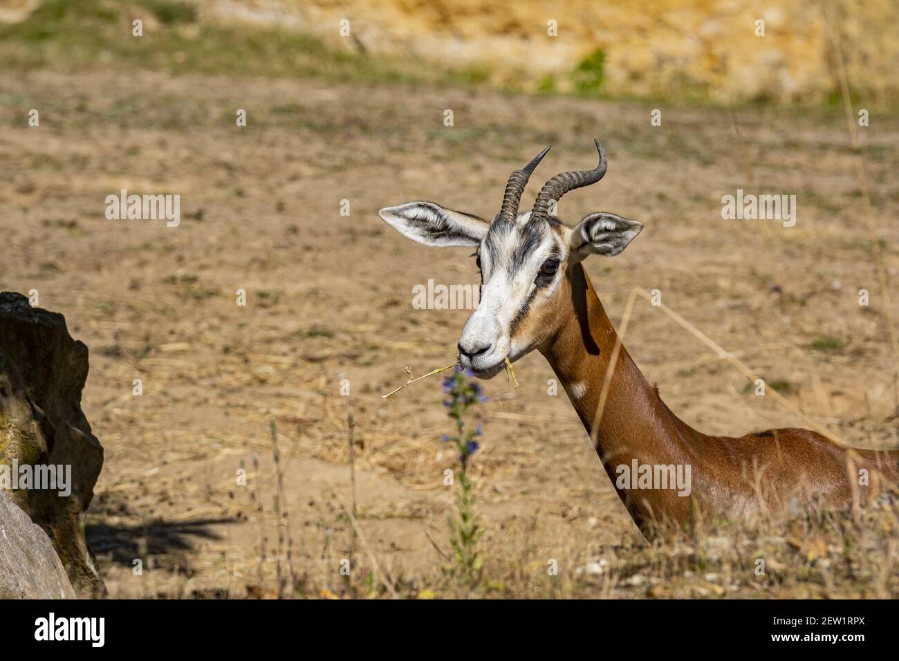 France, Maine et Loire, Doué la Fontaine, the biopark, gazelle de Mhorr (Nanger dama mhorr) Stock Photo