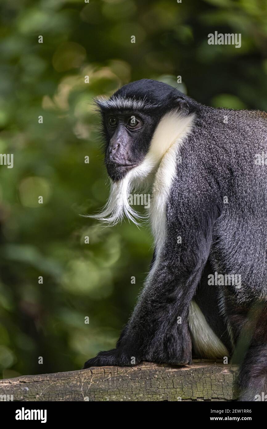 France, Maine et Loire, Doué la Fontaine, the zoo bioparc, roloway cercopithecus (Cercopithecus