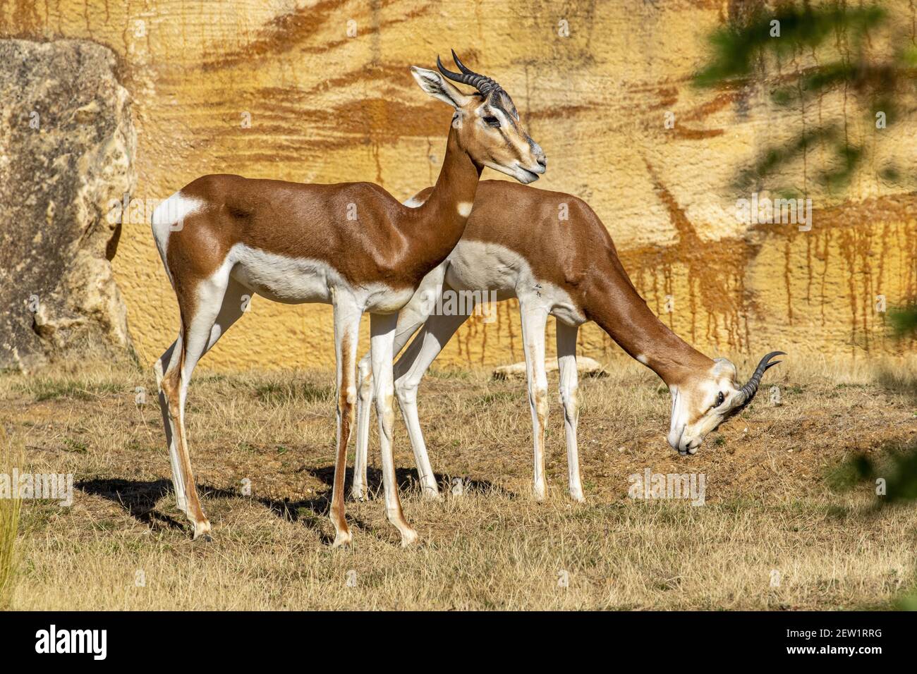 France, Maine et Loire, Doué la Fontaine, the zoo bioparc, gazelle de Mhorr (Nanger dama mhorr) Stock Photo