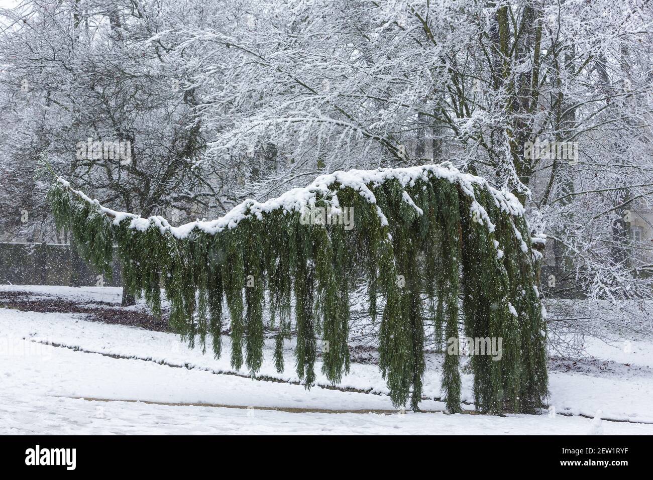 France, Meurthe et Moselle, Nancy, the weeping sequoia (sequoiadendron giganteum pendulum) of Pepiniere public garden built close to Stanislas square (former royal square) built by Stanislas Leszczynski, king of Poland and last duke of Stock Photo