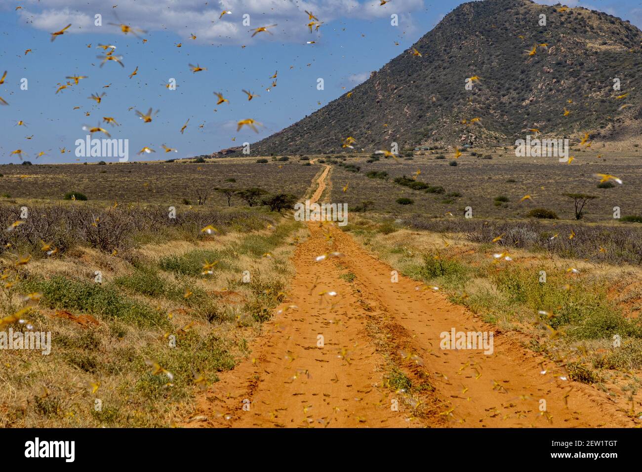 Kenya, Samburu district, Desert Locust (Schistocerca gregaria), in flight over runway Stock Photo