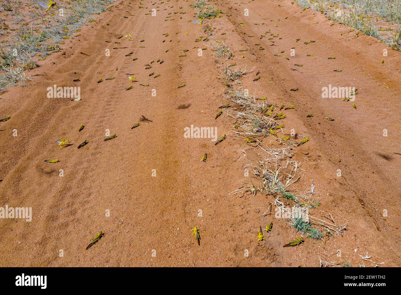 Kenya, Samburu district, Desert locust (Schistocerca gregaria), young hatching Stock Photo