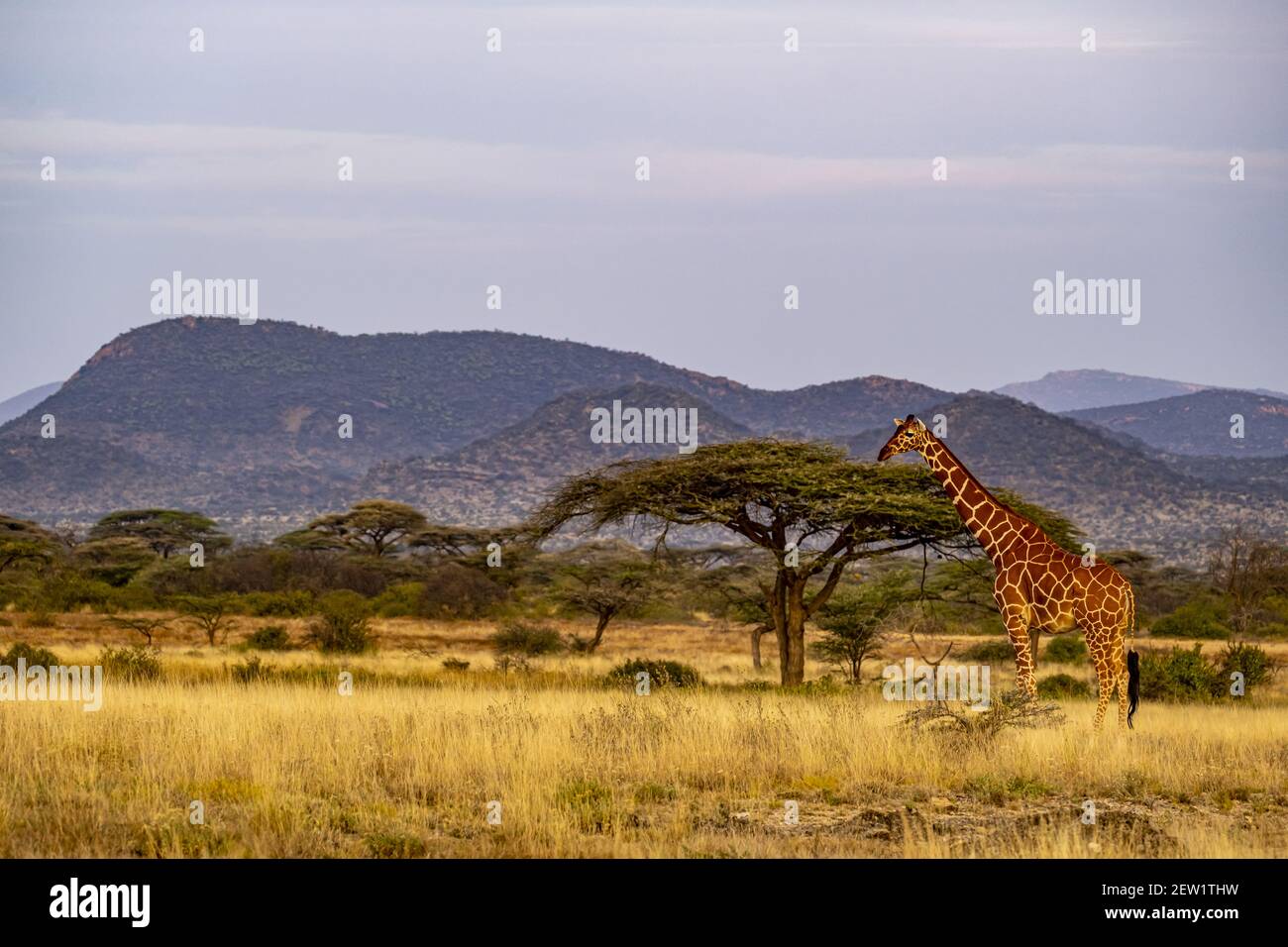 Kenya, Samburu reserve, reticulated giraffe (Giraffa reticulata), male