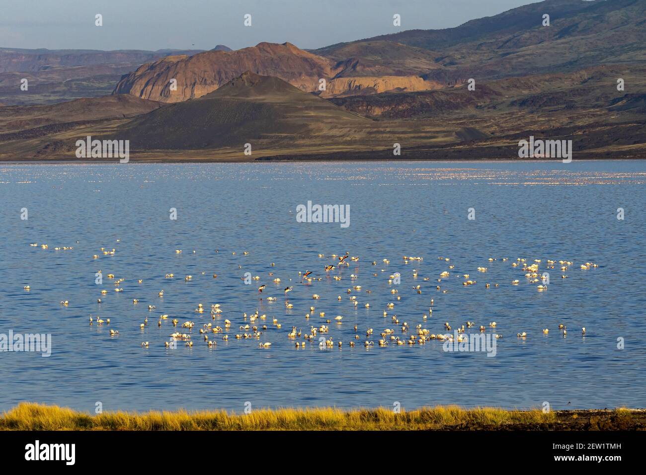 Kenya, Suguta valley, Lake Logipi, lesser flamingos (Phoeniconaias ...