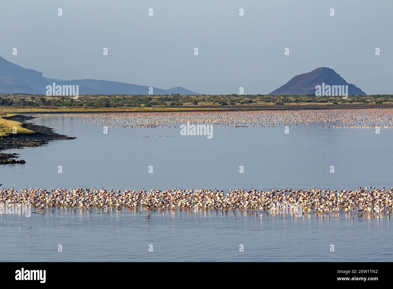 Kenya, Suguta valley, Lake Logipi, lesser flamingos (Phoeniconaias ...
