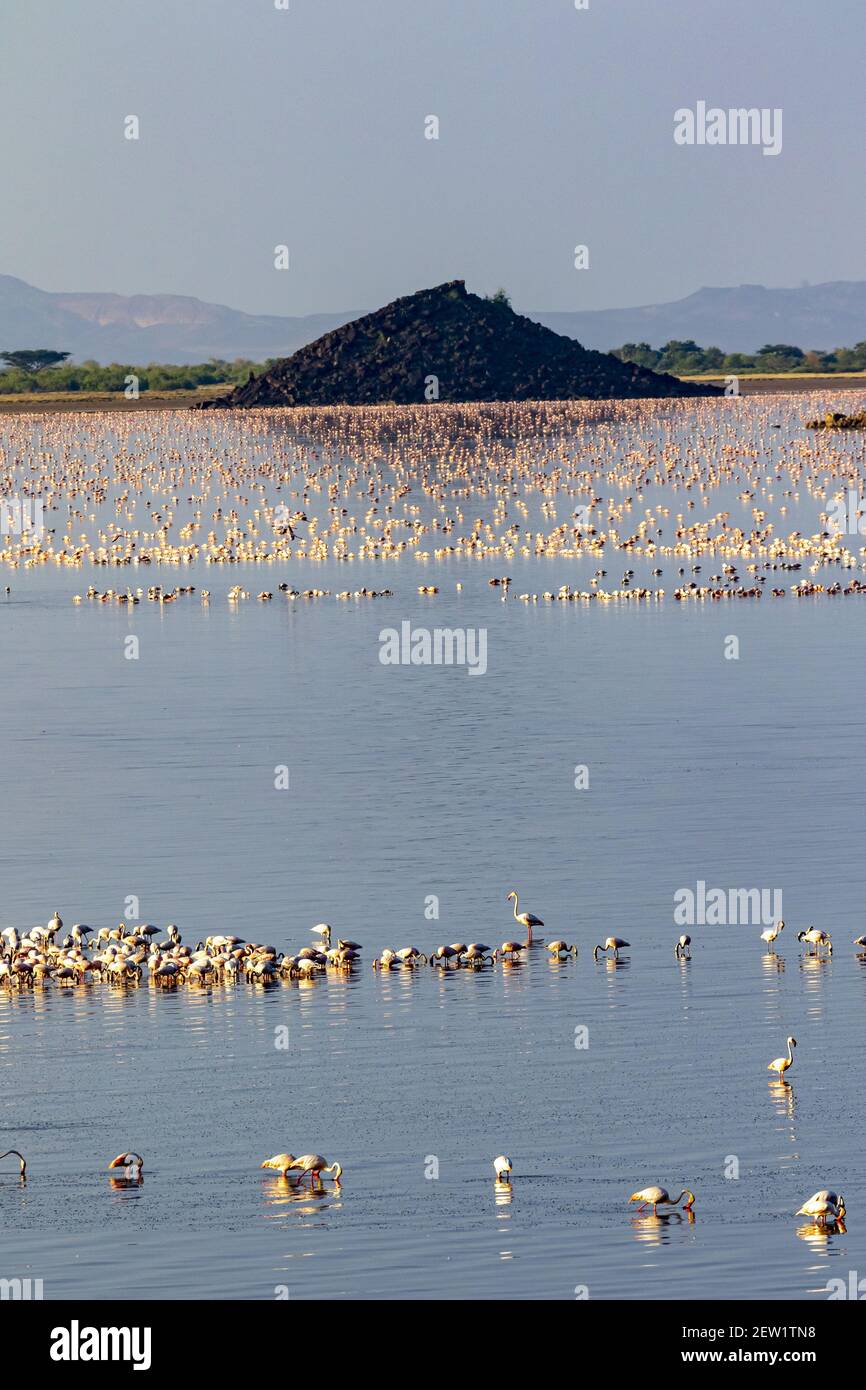 Kenya, Suguta valley, Lake Logipi, lesser flamingos (Phoeniconaias ...