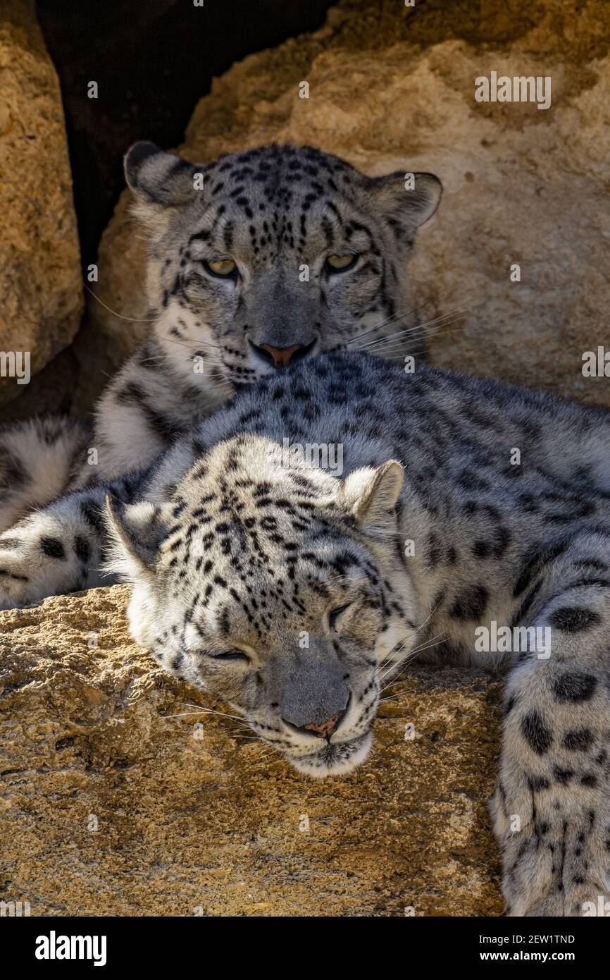 France, Maine et Loire, Doué la Fontaine, the zoo bioparc, snow panther (Panthera uncia Stock