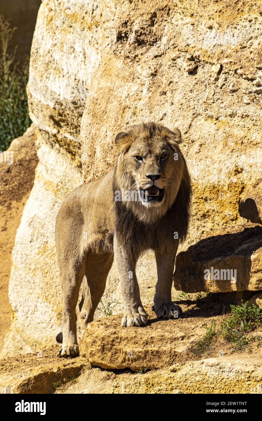 France, Maine et Loire, Doué la Fontaine, the zoo bioparc, lion (Panthera leo), male Stock Photo