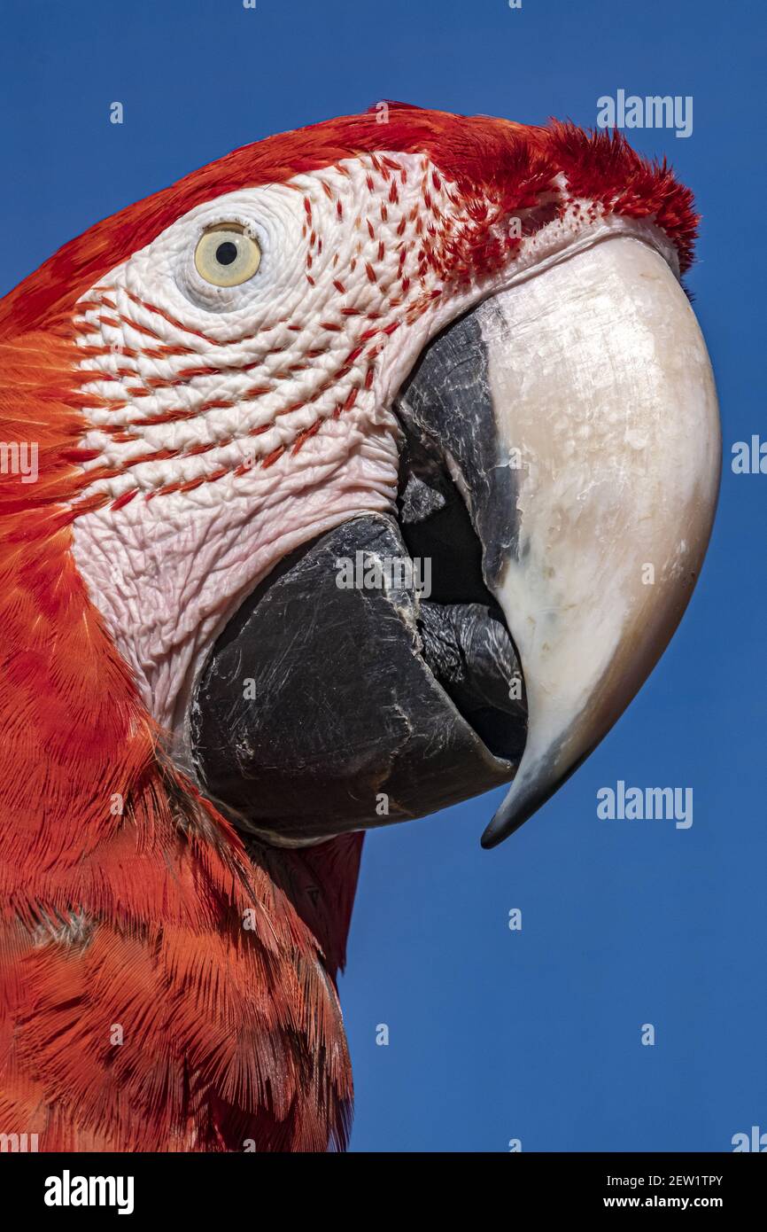 France, green winged macaw (Ara chloropterus) Stock Photo