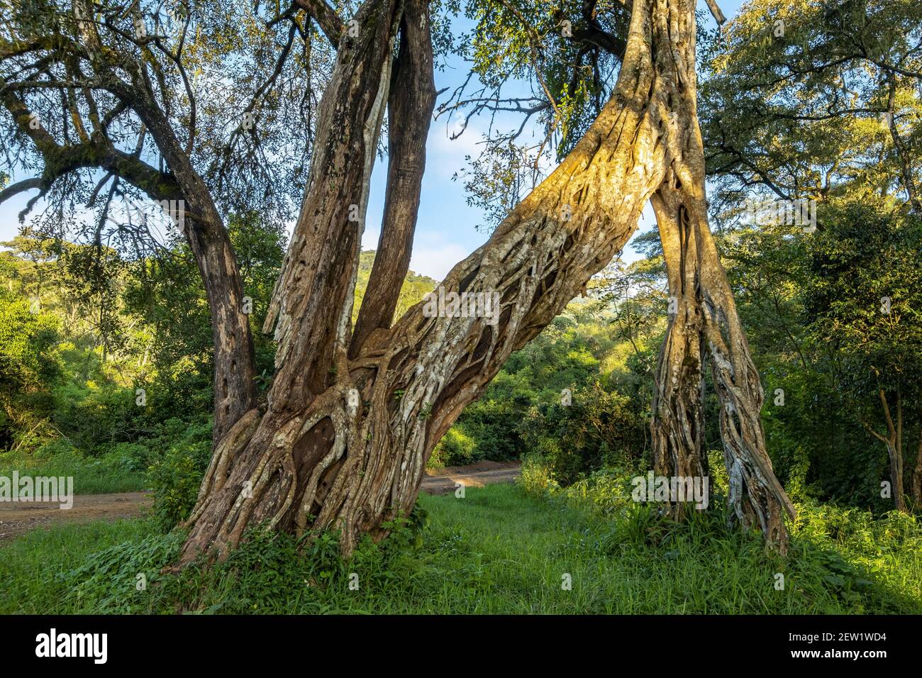 Kenya, Marsabit National Park, fig tree Stock Photo