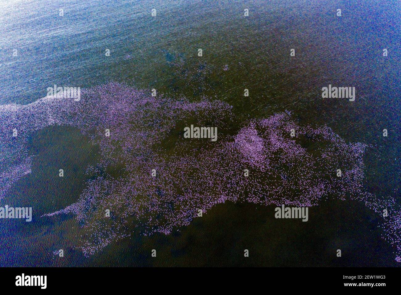 Kenya, Lake Logipi, lesser flamingo (Phoeniconaias minor) (aerial view ...