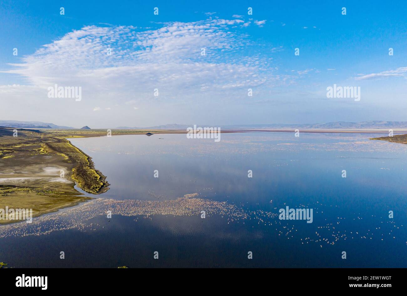 Kenya, Suguta valley, Logipi lake, lesser flamingos (Phoeniconaias ...