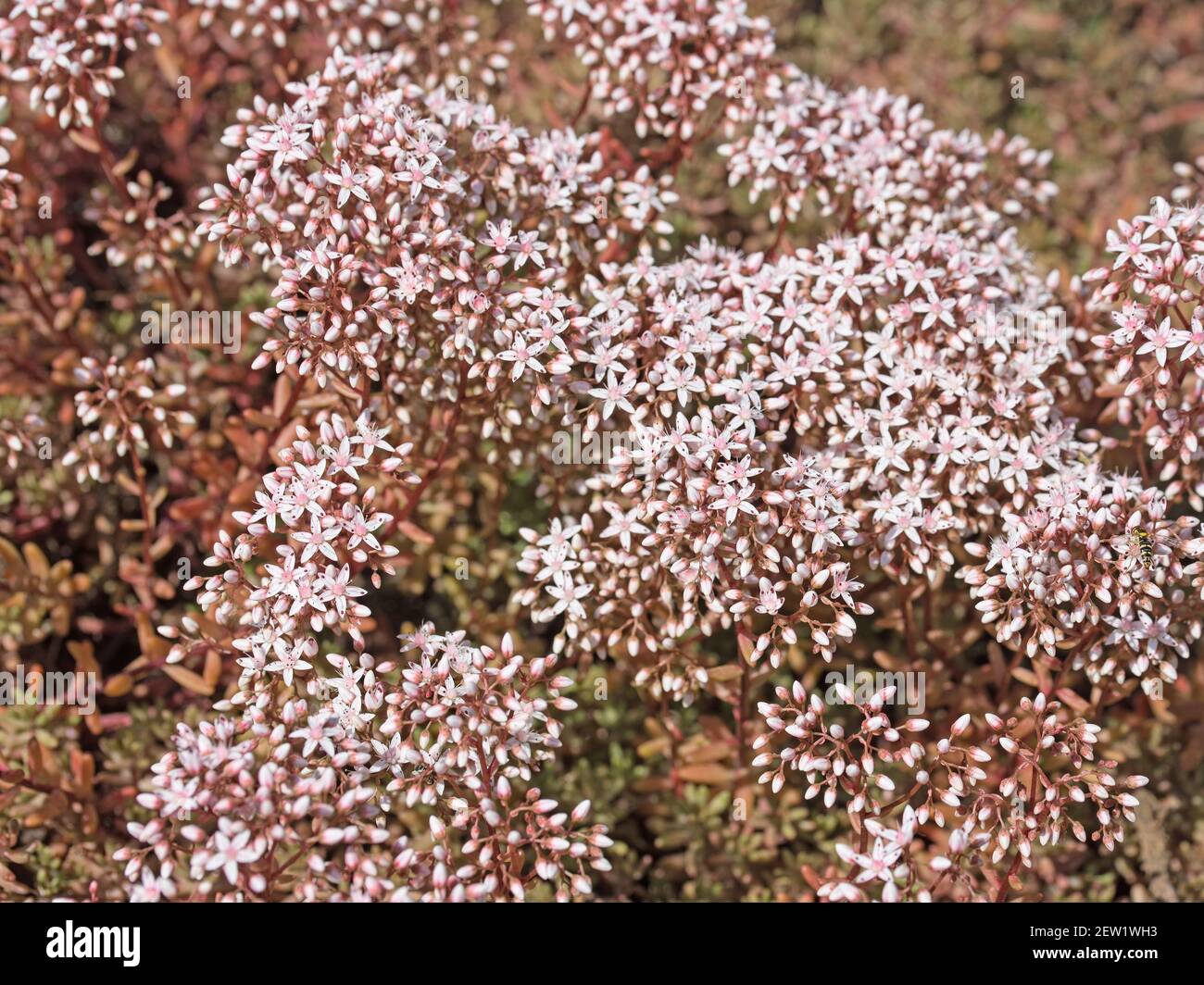 White sedum plant, Sedum album Stock Photo