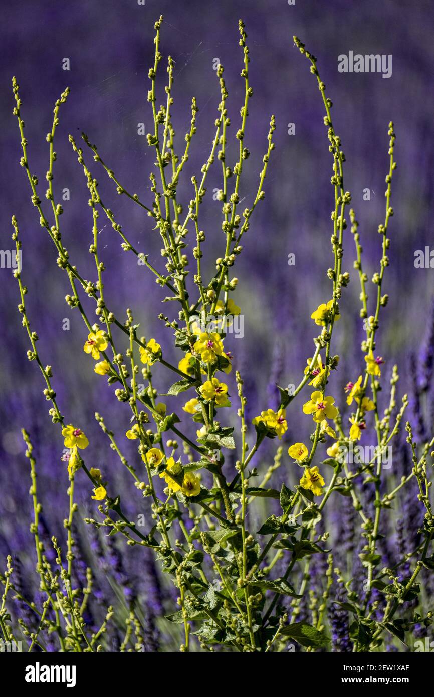 France, Alpes de Haute Provence, near Gréoux les Bains, yellow flower in lavender (Lavandula sp) in June Stock Photo