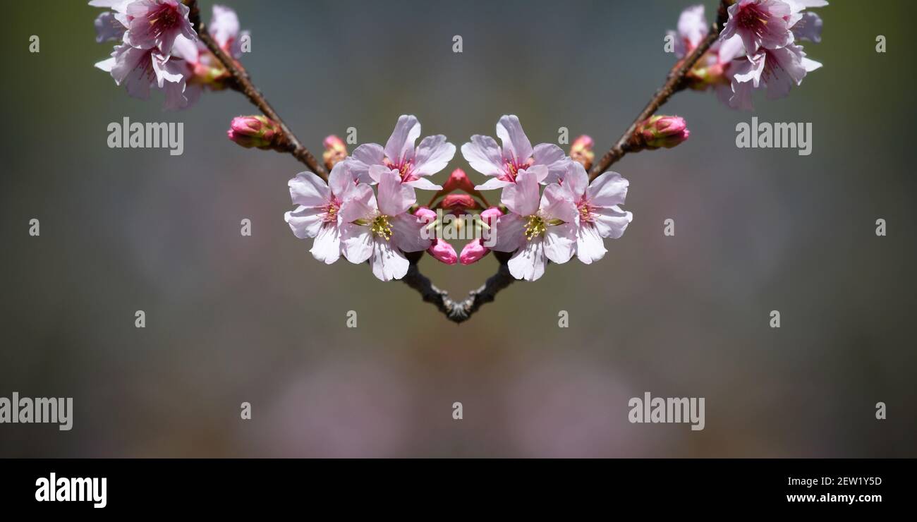 Cherry blossoms (Sakura) at the Japanese Friendship Garden in Balboa