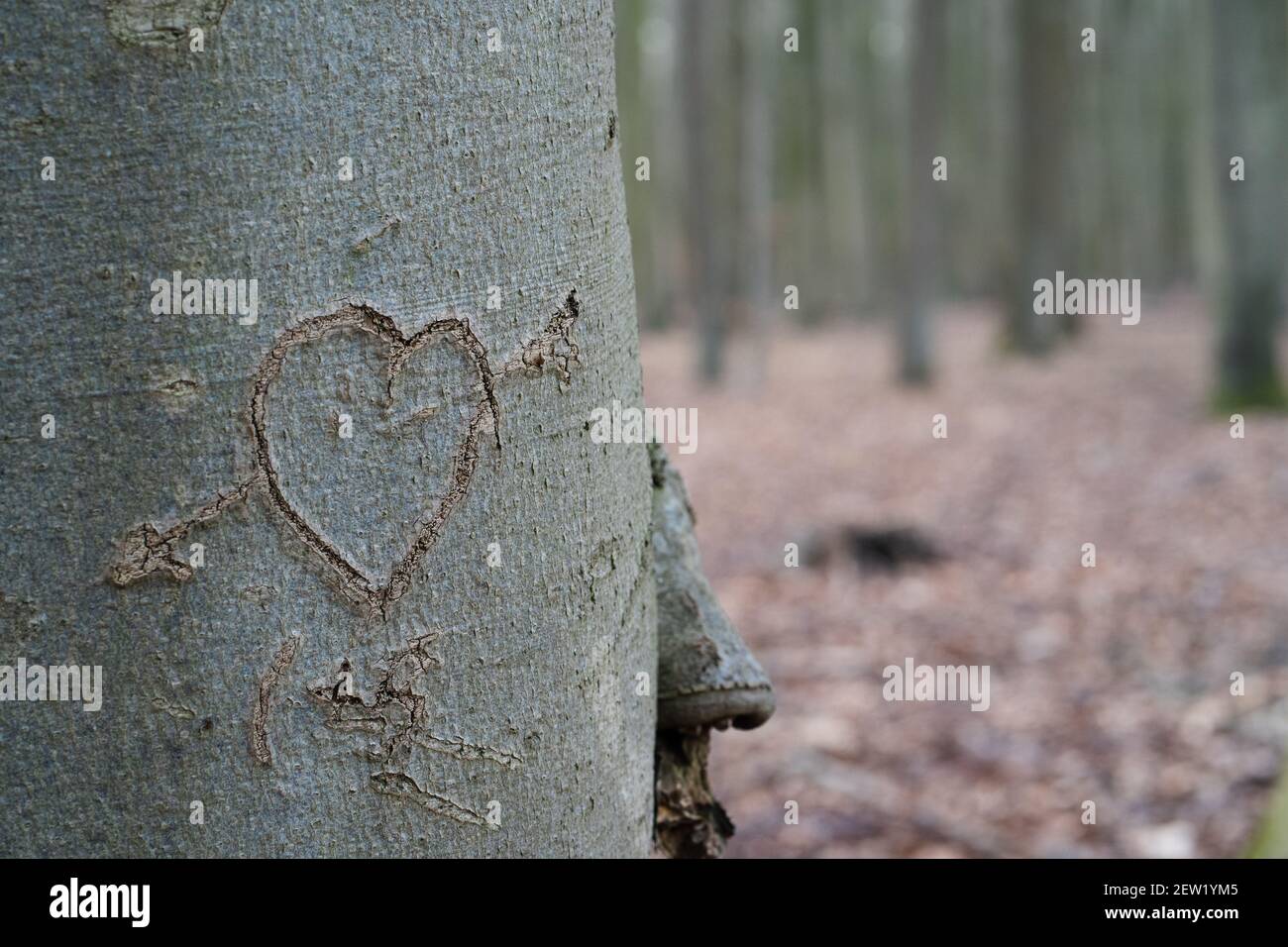 A broken heart carved on a tree trunk Stock Photo