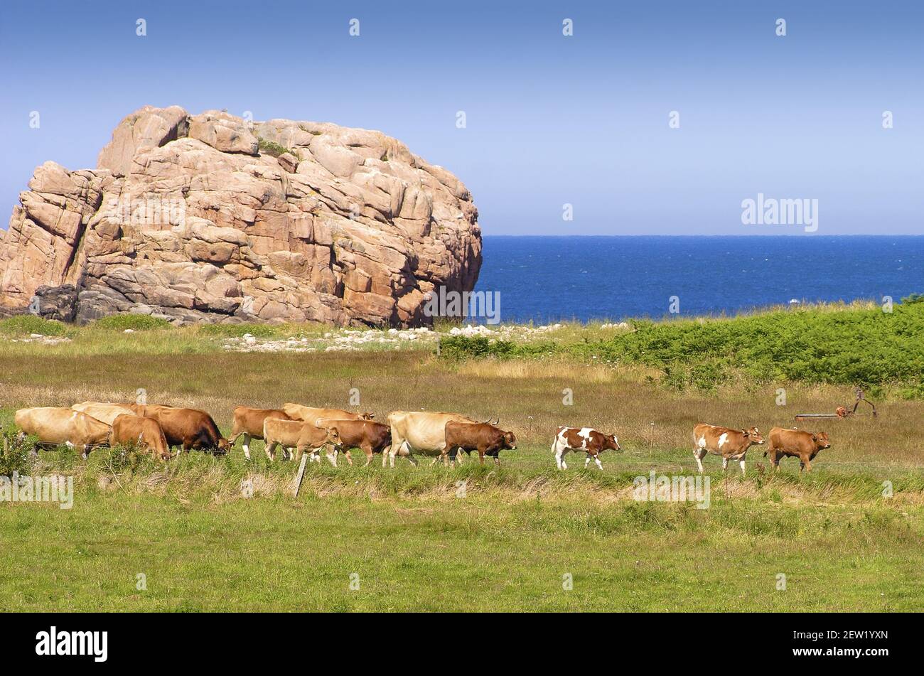 France, Côtes-d'Armor (22), île de Bréhat, troupeau de vaches au pied des rochers à l'extrémité de la pointe Nord de l'île, voilier et phare du Paon Stock Photo